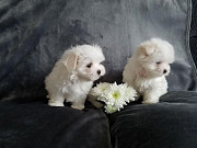 Pure White Maltese Ready for New Home from Winnipeg