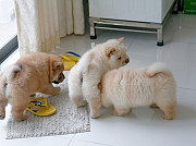 chow chow puppies ready for a good home Zabbar