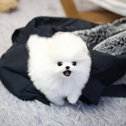 Stunning Teacup Pomeranian Puppies for sale from Albany