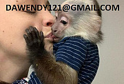 Twin Baby Capuchin Monkeys for sale from Harrisburg