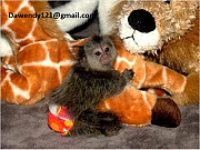 Finger Baby Marmoset Monkeys for sale from Concord