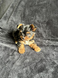 Kc registered Yorkshire terrier puppies ready London