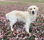 Golden Retriever Puppies for sale in TN Nashville