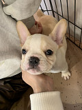 White French bull dog from North Bel Air