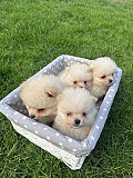 White Pomeranian Puppies for Sale from London