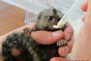 Marmoset Monkeys For sale London