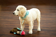 English Cream Golden Retrievers Puppies Nashville