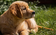 English Cream Golden Retrievers Puppies Nashville