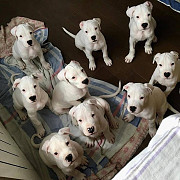 Original Dogo Argentino pupps  from Leicester