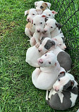 Original Dogo Argentino pupps  from Leicester