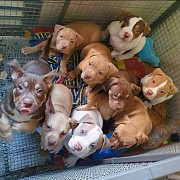 Original Dogo Argentino pupps  from Leicester