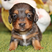 Dachshund puppy for sale from Newark