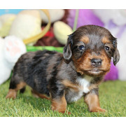 Dachshund puppy for sale from Newark