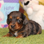 Dachshund puppy for sale from Newark