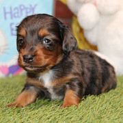 Dachshund puppy for sale from Newark