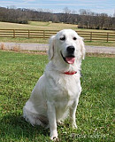 Golden Retrievers Nashville – Where Love Wears a Golden Fur Coat Nashville