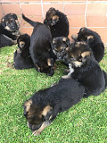 Original slope-back German-shepherd, from Durham