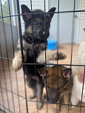 Original slope-back German-shepherd, from Durham
