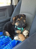 Original slope-back German-shepherd, from Durham