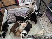Collie puppies Melbourne