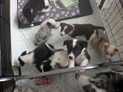 Collie puppies Melbourne