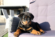 Registered Rottweiler Puppies Brisbane