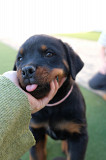 Registered Rottweiler Puppies Brisbane