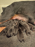 Registered Rottweiler Puppies Brisbane