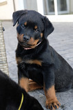 Registered Rottweiler Puppies Brisbane