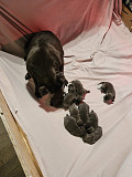 BLUE STAFFORDSHIRE BULL TERIER PUPPIES Brisbane