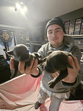 BLUE STAFFORDSHIRE BULL TERIER PUPPIES Brisbane