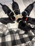 Precise Pug puppies London
