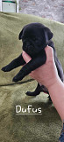Precise Pug puppies London