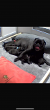 Precise Pug puppies London