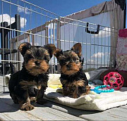 Healthy Yorkshire Terrier puppies London