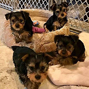 Healthy Yorkshire Terrier puppies London