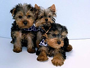 Healthy Yorkshire Terrier puppies London