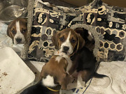 2 Beautiful Tri coloured beagle girls Toronto