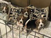 2 Beautiful Tri coloured beagle girls Toronto