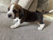 2 Beautiful Tri coloured beagle girls Toronto