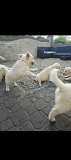 Beautiful character Cocker spaniel pups Toronto