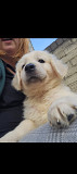 Beautiful character Cocker spaniel pups Toronto