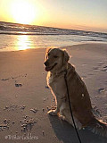 Golden retriever puppies: Wrapped in Light, Raised with Southern Love Nashville