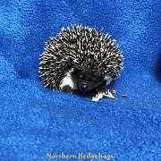 Pedigreed Hedgehog Babies from Registered Breeder Waterloo