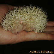 Pedigreed Hedgehog Babies from Registered Breeder Waterloo