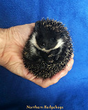 Pedigreed Hedgehog Babies from Registered Breeder Waterloo