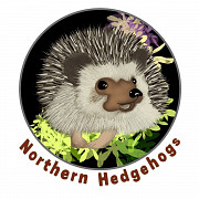 Pedigreed Hedgehog Babies from Registered Breeder Waterloo