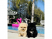 Pomeranian puppy from Albany