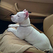 (Tomkingskennel)— Dogo argentino full breed from Cardiff