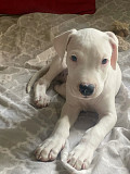 (Tomkingskennel)— Dogo argentino full breed from Cardiff